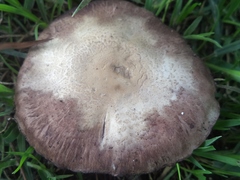 Agaricus