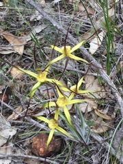 Caladenia xantha