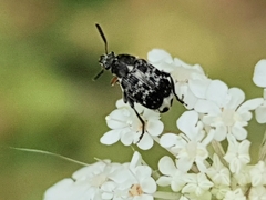 Bruchus affinis