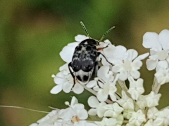 Bruchus affinis