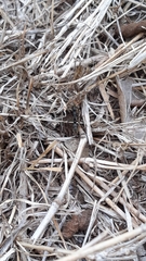 Bothroponera sulcata