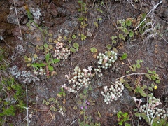 Sedum farinosum