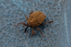 Trichosirocalus troglodytes