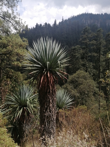 Furcraea parmentieri
