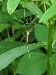 Brachypremna dispellens