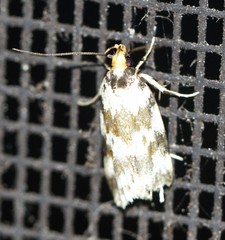 Barea eucapnodes