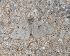 Apaidia rufeola