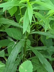 Brachypremna dispellens