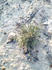 Anabasis brevifolia
