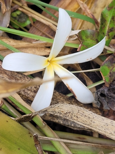 Plumeria krugii (Plumeria krugii)