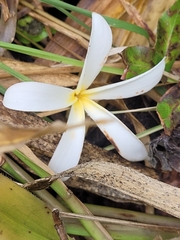 Plumeria krugii