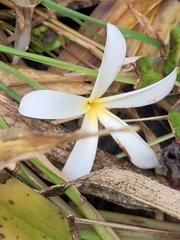 Plumeria krugii