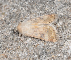 Heliothis nubigera