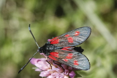 Zygaena viciae
