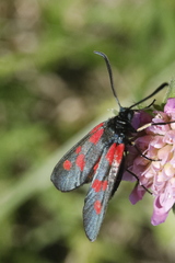 Zygaena viciae