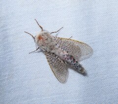 Polyphagozerra coffeae