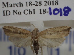 Bactra passercula