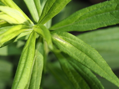 Asphondylia solidaginis