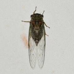 Diceroprocta vitripennis