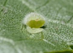 Caryomyia hirtiglobus