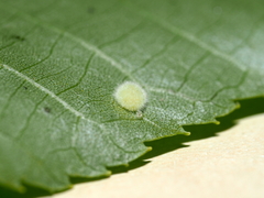 Caryomyia hirtiglobus
