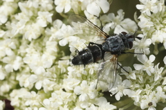 Voria ruralis