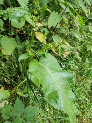Rumex obtusifolius