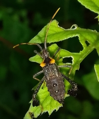 Phthiacnemia picta