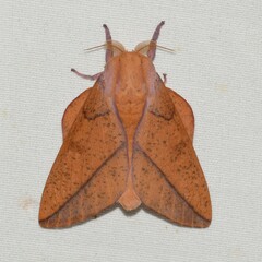 Syssphinx bisecta