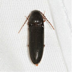 Megapenthes insignis