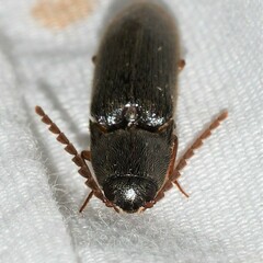 Megapenthes insignis