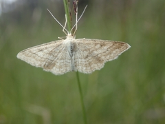 Idaea macilentaria