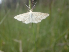 Idaea macilentaria