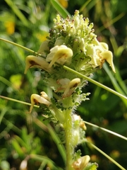 Pedicularis julica