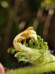 Pedicularis julica