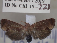 Cryptophlebia ombrodelta