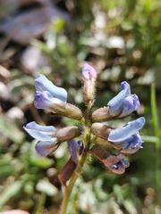 Oxytropis neglecta