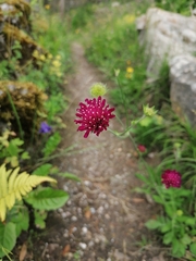 Knautia macedonica