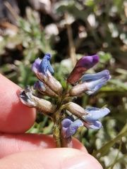 Oxytropis neglecta