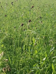 Sanguisorba officinalis