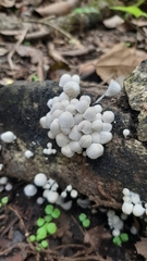 Coprinellus disseminatus