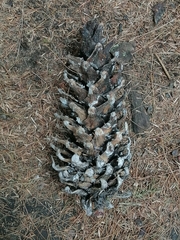 Pinus ayacahuite