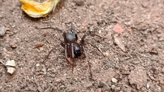 Corinninae