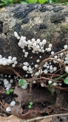 Coprinellus disseminatus