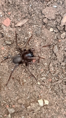 Corinninae