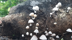 Coprinellus disseminatus