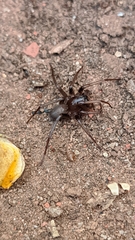 Corinninae