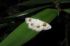 Problepsis discophora