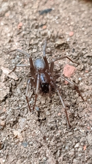 Corinninae