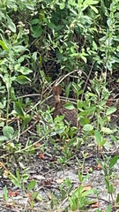 Sylvilagus palustris